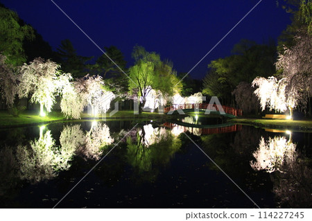 湯澤中央公園/夜櫻花 114227245