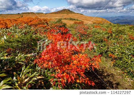 栗駒山和白銀草原的秋葉 栗駒山和白銀草原的秋葉 114227297