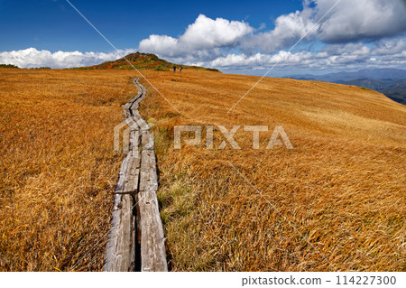 Mt. Kurikoma - Silver Grass Grass Mt. Kurikoma - Silver Grass Grass 114227300