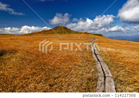 Mt. Kurikoma - Silver Grass Grass 114227308