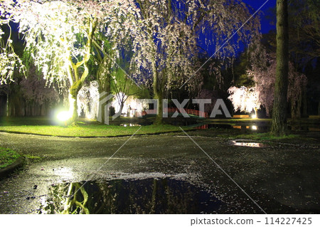 Yuzawa Central Park - Cherry Blossoms at Night Yuzawa Central Park - Cherry Blossoms at Night 114227425