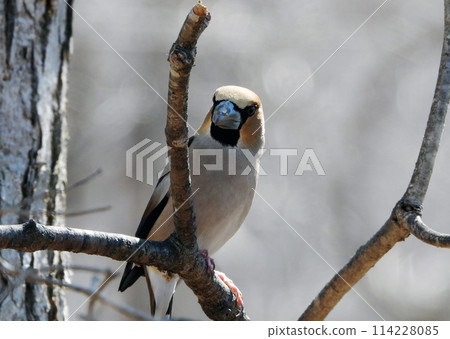 A plump Hawfinch, with a fox-coloured body and ornamental feathers, visited the Birdwatch Cafe in early spring. A plump Hawfinch, with a fox-coloured body and ornamental feathers, visited the Birdwatch Cafe in early spring. 114228085