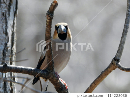 A plump Hawfinch, with a fox-coloured body and ornamental feathers, visited the Birdwatch Cafe in early spring. A plump Hawfinch, with a fox-coloured body and ornamental feathers, visited the Birdwatch Cafe in early spring. 114228086