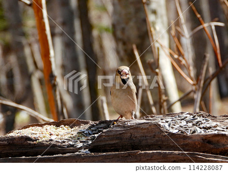 A plump Hawfinch, with a fox-coloured body and ornamental feathers, visited the Birdwatch Cafe in early spring. A plump Hawfinch, with a fox-coloured body and ornamental feathers, visited the Birdwatch Cafe in early spring. 114228087
