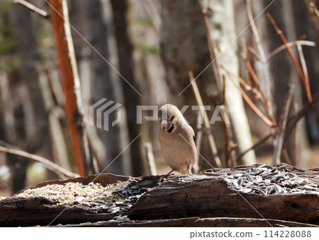 A plump Hawfinch, with a fox-coloured body and ornamental feathers, visited the Birdwatch Cafe in early spring. A plump Hawfinch, with a fox-coloured body and ornamental feathers, visited the Birdwatch Cafe in early spring. 114228088