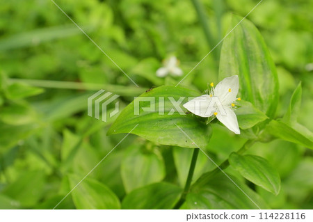 Nohakatakalakusa blooming in the spring field Nohakatakalakusa blooming in the spring field 114228116