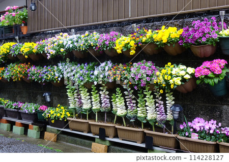 Colorful flowers 114228127