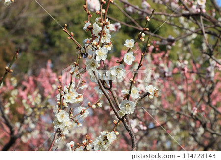 White and red plum blossoms in Koto Plum Grove, Nishinomiya City White and red plum blossoms in Koto Plum Grove, Nishinomiya City 114228143