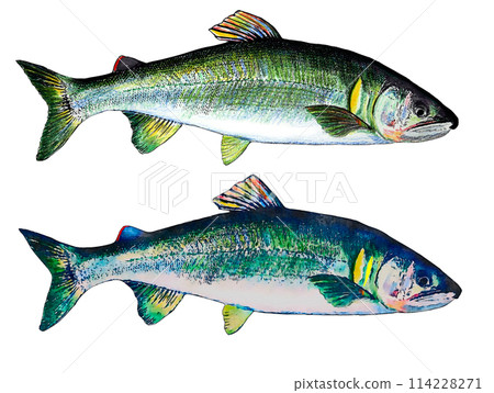 Hand drawn chopsticks 114228271