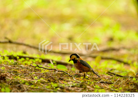 Varied tit searching for food Varied tit searching for food 114228325