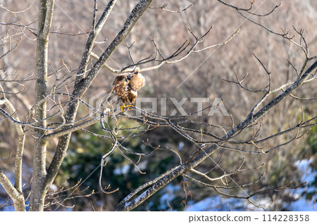 白尾鷹處於戒備狀態 114228358