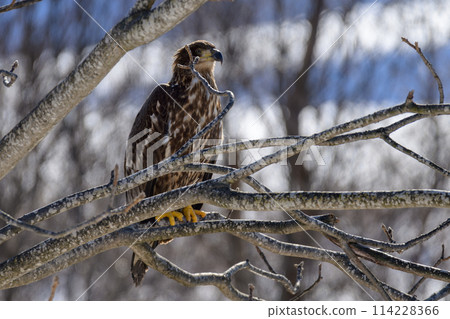 幼鳥時就有無所畏懼的臉的白尾鷹 114228366