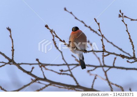 Lies while munching on nuts Lies while munching on nuts 114228371