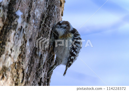 Kogela poking a tree 114228372