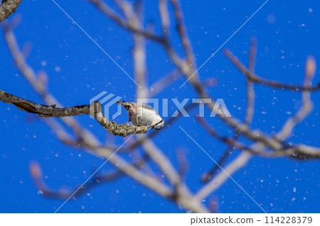 Nuthatch doesn't mind the snow 114228379