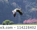 Stork 114228402