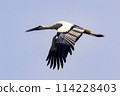 Stork 114228403