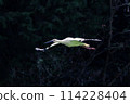 Stork 114228404