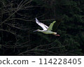 Stork 114228405