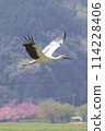 Stork 114228406
