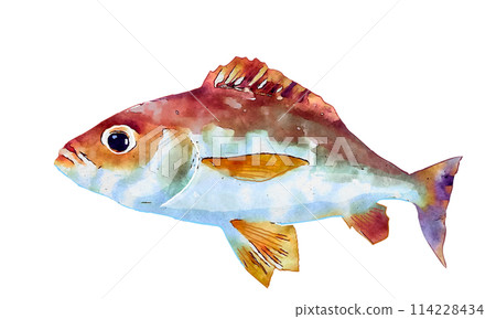 grunt in watercolor 114228434