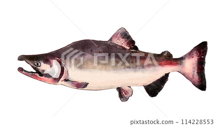 手繪粉紅鱒魚 手繪粉紅鱒魚 114228553