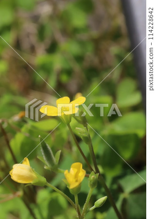 Yellow flowers of Oxalis blooming in the spring field Yellow flowers of Oxalis blooming in the spring field 114228642