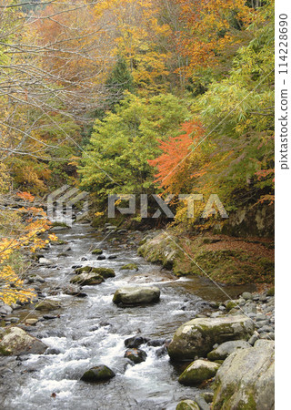 A valley dyed in autumn leaves: Teruha Gorge, Minakami Town 114228690