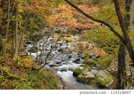 A valley dyed in autumn leaves: Teruha Gorge, Minakami Town A valley dyed in autumn leaves: Teruha Gorge, Minakami Town 114228697