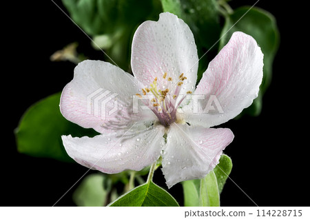 Blooming Quince tree flowers on a black background 114228715