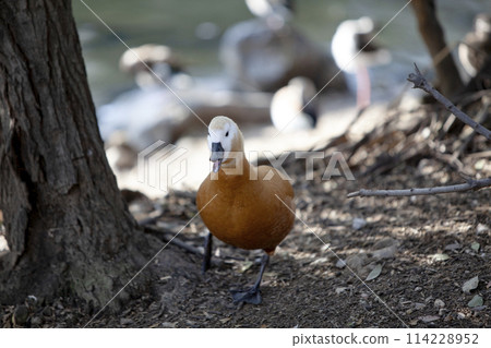 Ruddy shelduck at Kobe Animal Kingdom 114228952