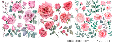 Set of Sweet pink rose flower. Watercolor collection of hand drawn flowers. Botanical plant illustration transparent background. PNG Set of Sweet pink rose flower. Watercolor collection of hand drawn flowers. Botanical plant illustration transparent background. PNG 114229223