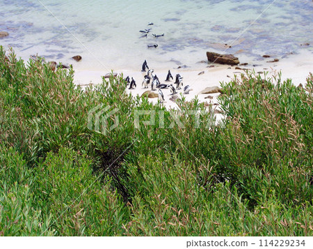開普企鵝在博爾德斯海灘，開普半島，開普敦，南非 114229234