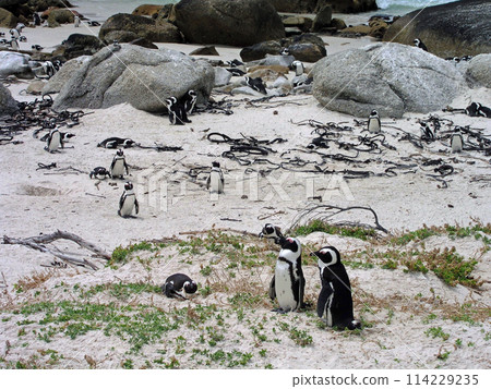 Cape penguins at Boulders Beach, Cape Peninsula, Cape Town, South Africa 114229235