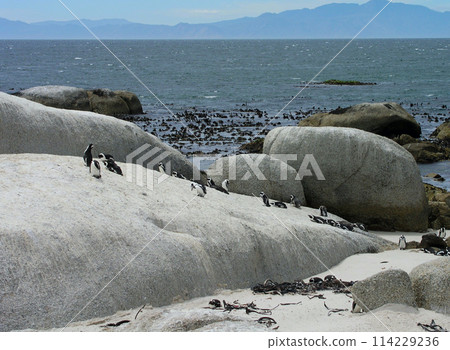 開普企鵝在博爾德斯海灘，開普半島，開普敦，南非 114229236