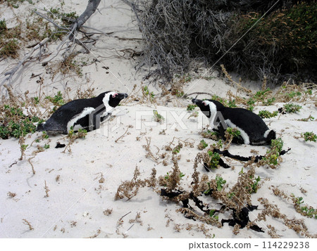 Cape penguins at Boulders Beach, Cape Peninsula, Cape Town, South Africa Cape penguins at Boulders Beach, Cape Peninsula, Cape Town, South Africa 114229238