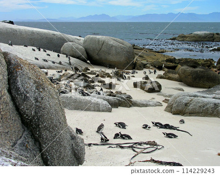 Cape penguins at Boulders Beach, Cape Peninsula, Cape Town, South Africa Cape penguins at Boulders Beach, Cape Peninsula, Cape Town, South Africa 114229243