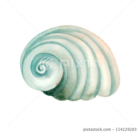 Turquoise green seashell of Cassidae sea snail watercolor illustration isolated on white background. Monochrome underwater animal for summer ocean designs. Nautical spiral helmet or bonnet snail shell 114229283