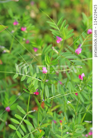 Karasuno pea (crowno pea) or Yake 豌 Bean (Yahazu pea) Karasuno pea (crowno pea) or Yake 豌 Bean (Yahazu pea) 114229425