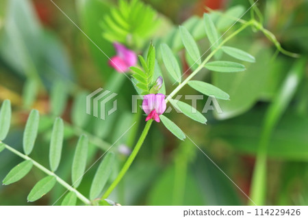 Karasuno pea (crowno pea) or Yake 豌 Bean (Yahazu pea) Karasuno pea (crowno pea) or Yake 豌 Bean (Yahazu pea) 114229426