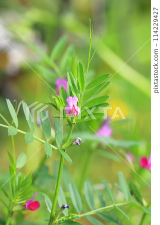 Karasuno pea (crowno pea) or Yake 豌 Bean (Yahazu pea) Karasuno pea (crowno pea) or Yake 豌 Bean (Yahazu pea) 114229427