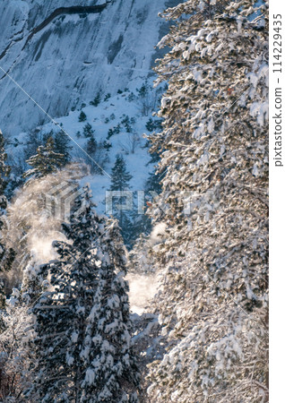 Snow-covered Trees in Yosemite Snow-covered Trees in Yosemite 114229435