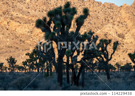 Sunrise in Joshua Tree Sunrise in Joshua Tree 114229438