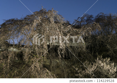Cherry blossoms at Ueda Castle in the evening Cherry blossoms at Ueda Castle in the evening 114229528