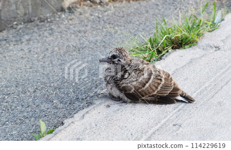 A spotted dove is standing on the concrete floor 114229619