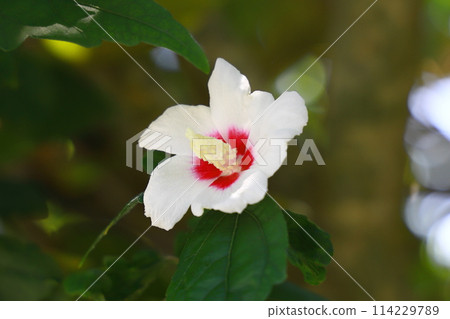 白色mukoge的花 114229789