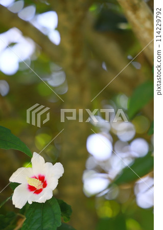 White mukoge's flower White mukoge's flower 114229792