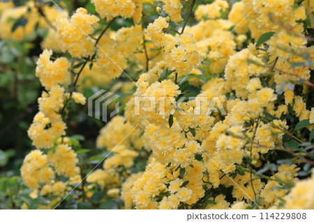 盛開的木玫瑰（木口原） 114229808