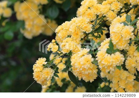 盛開的木玫瑰（木口原） 114229809