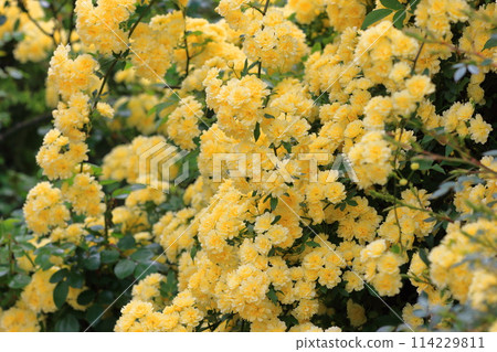 Banksweet rose in full bloom 114229811